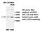 ALX Homeobox 4 antibody, MBS416080, MyBioSource, Western Blot image 