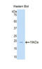 Profilin 1 antibody, LS-C296041, Lifespan Biosciences, Western Blot image 