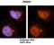 Peroxiredoxin 1 antibody, orb330556, Biorbyt, Immunohistochemistry paraffin image 