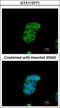 Monoamine Oxidase B antibody, GTX113771, GeneTex, Immunocytochemistry image 