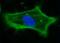 Actin Gamma 1 antibody, orb15046, Biorbyt, Immunofluorescence image 