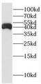 Protein FAM127A antibody, FNab02962, FineTest, Western Blot image 