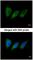 Protein Kinase N2 antibody, NBP1-31367, Novus Biologicals, Immunocytochemistry image 