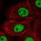 T-Box 2 antibody, HPA008586, Atlas Antibodies, Immunofluorescence image 