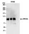 Leucine Rich Repeat Containing 8 VRAC Subunit A antibody, NBP2-32082, Novus Biologicals, Immunoprecipitation image 
