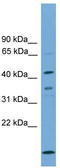 Apolipoprotein L5 antibody, TA344182, Origene, Western Blot image 