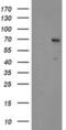 SUMO Specific Peptidase 2 antibody, MA5-25987, Invitrogen Antibodies, Western Blot image 