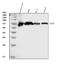 CD55 Molecule (Cromer Blood Group) antibody, M00910-3, Boster Biological Technology, Western Blot image 