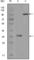 HCK Proto-Oncogene, Src Family Tyrosine Kinase antibody, abx011842, Abbexa, Western Blot image 