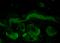 Heat Shock Protein Family A (Hsp70) Member 1A antibody, 11095, QED Bioscience, Immunohistochemistry paraffin image 