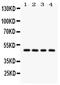 Alpha-1-antitrypsin antibody, PA5-79974, Invitrogen Antibodies, Western Blot image 