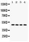 Alpha-1-antitrypsin antibody, PA5-79974, Invitrogen Antibodies, Western Blot image 