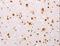 T-Box 2 antibody, LS-C402301, Lifespan Biosciences, Immunohistochemistry paraffin image 