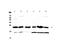 Glutathione S-Transferase Pi 1 antibody, PA5-79339, Invitrogen Antibodies, Western Blot image 