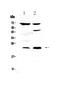 Mediator Complex Subunit 20 antibody, A09407-1, Boster Biological Technology, Western Blot image 