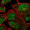 Repulsive Guidance Molecule BMP Co-Receptor A antibody, NBP2-58461, Novus Biologicals, Immunofluorescence image 