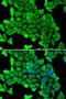 Myosin Heavy Chain 1 antibody, LS-C346145, Lifespan Biosciences, Immunofluorescence image 