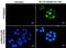 p21 antibody, NBP2-43697, Novus Biologicals, Immunofluorescence image 