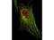 Signal Transducer And Activator Of Transcription 5A antibody, NBP1-77817, Novus Biologicals, Immunofluorescence image 