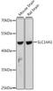 Solute Carrier Family 14 Member 1 (Kidd Blood Group) antibody, A04926, Boster Biological Technology, Western Blot image 
