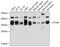 Ubiquitin thioesterase OTUB1 antibody, 14-086, ProSci, Western Blot image 