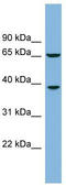 Clavesin 1 antibody, TA337778, Origene, Western Blot image 