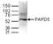 Terminal Nucleotidyltransferase 4B antibody, TA347260, Origene, Western Blot image 