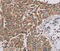 Pleckstrin Homology And RhoGEF Domain Containing G6 antibody, MBS2520109, MyBioSource, Immunohistochemistry paraffin image 