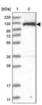 Ubiquitin Like Modifier Activating Enzyme 6 antibody, PA5-57909, Invitrogen Antibodies, Western Blot image 