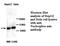 Nucleophosmin 1 antibody, MBS415923, MyBioSource, Western Blot image 