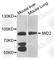 Midline 2 antibody, A8325, ABclonal Technology, Western Blot image 