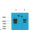 Gamma-Aminobutyric Acid Type A Receptor Gamma2 Subunit antibody, LS-C813627, Lifespan Biosciences, Western Blot image 