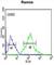 Forkhead Box P1 antibody, abx034539, Abbexa, Western Blot image 