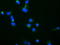Trafficking Protein Particle Complex 4 antibody, LS-C174425, Lifespan Biosciences, Immunofluorescence image 