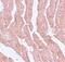 Leucine Zipper Like Transcription Regulator 1 antibody, NBP1-77121, Novus Biologicals, Immunohistochemistry frozen image 