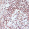 CAMP Responsive Element Binding Protein 1 antibody, A00577S133, Boster Biological Technology, Immunohistochemistry frozen image 