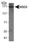 Nuclear Receptor Binding SET Domain Protein 3 antibody, NBP1-04942, Novus Biologicals, Western Blot image 