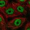 Splicing Factor 3b Subunit 4 antibody, HPA064660, Atlas Antibodies, Immunofluorescence image 