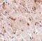 MAPK Associated Protein 1 antibody, GTX31312, GeneTex, Immunohistochemistry paraffin image 