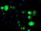 Transferrin Receptor 2 antibody, TA504563, Origene, Immunofluorescence image 