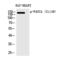 FA Complementation Group A antibody, PA5-40290, Invitrogen Antibodies, Western Blot image 