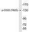 CD22 Molecule antibody, LS-C291501, Lifespan Biosciences, Western Blot image 