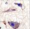 Neuronal Pentraxin 1 antibody, LS-C100842, Lifespan Biosciences, Immunohistochemistry frozen image 