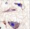 NP-I antibody, LS-C100842, Lifespan Biosciences, Immunohistochemistry frozen image 