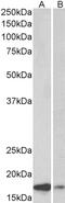 SH3 Domain Containing GRB2 Like 2, Endophilin A1 antibody, 43-095, ProSci, Immunohistochemistry frozen image 