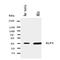 Kruppel Like Factor 3 antibody, orb97014, Biorbyt, Western Blot image 