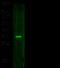 IL-6 antibody, 10395-RP03, Sino Biological, Western Blot image 