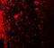 Leucine Rich Repeat Transmembrane Neuronal 2 antibody, A11486, Boster Biological Technology, Immunofluorescence image 