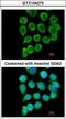 RELT TNF Receptor antibody, LS-C185610, Lifespan Biosciences, Immunocytochemistry image 