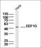 Eukaryotic Translation Elongation Factor 1 Gamma antibody, orb156700, Biorbyt, Western Blot image 